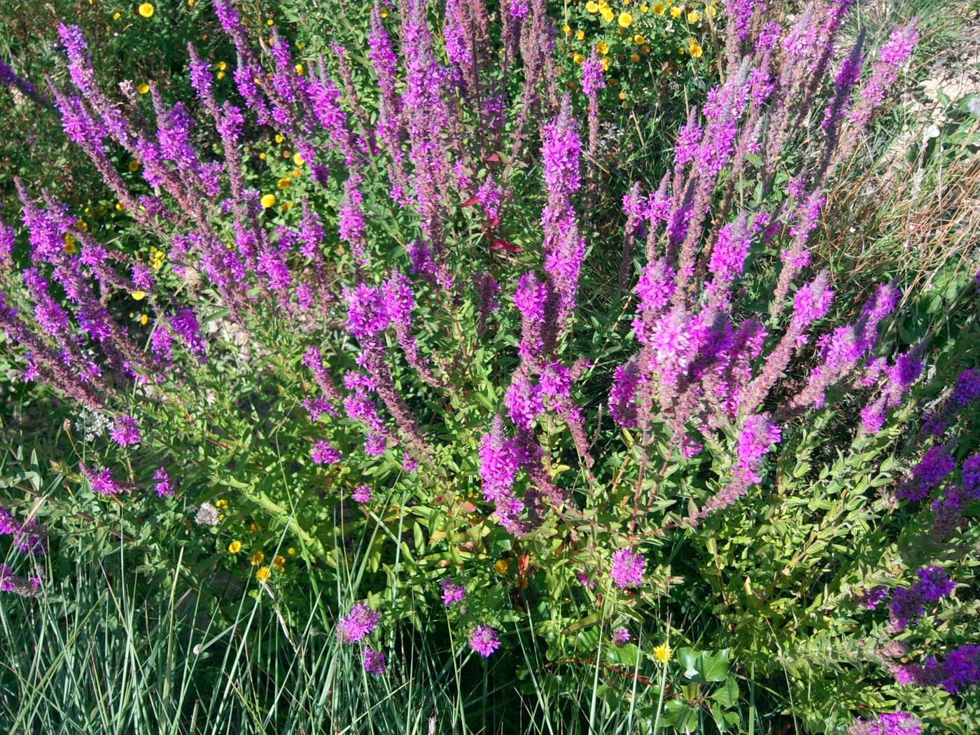 Loosestrife, Purple plant